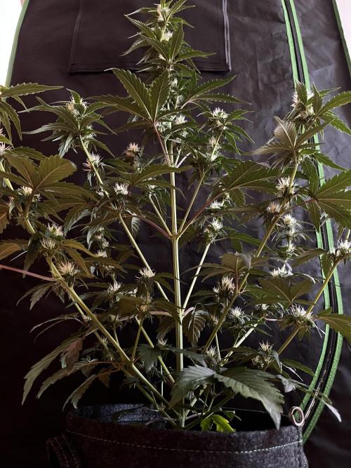 Royal Ak Auto x TCP F1 Auto 🍪💤. Week 5