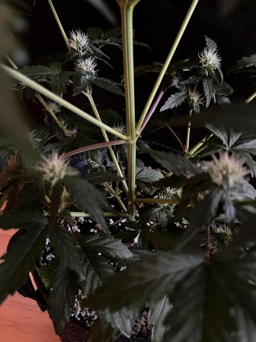 Royal Ak Auto x TCP F1 Auto 🍪💤. Week 5