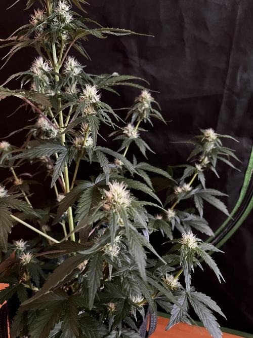 Royal Ak Auto x TCP F1 Auto 🍪💤. Week 5