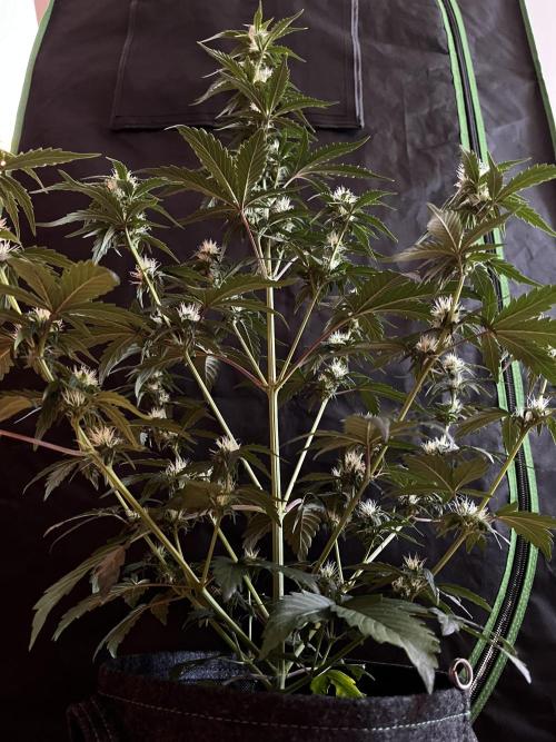 Royal Ak Auto x TCP F1 Auto 🍪💤. Week 5