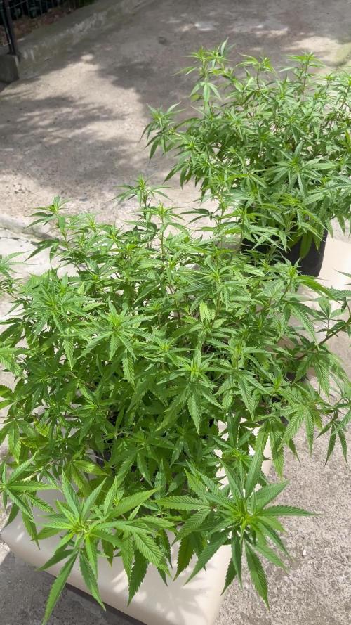 Ak 47 x HDK F1 Clones Indoor | Outdoor