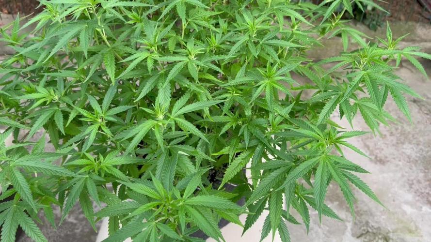 Ak 47 x HDK F1 Clones Indoor | Outdoor