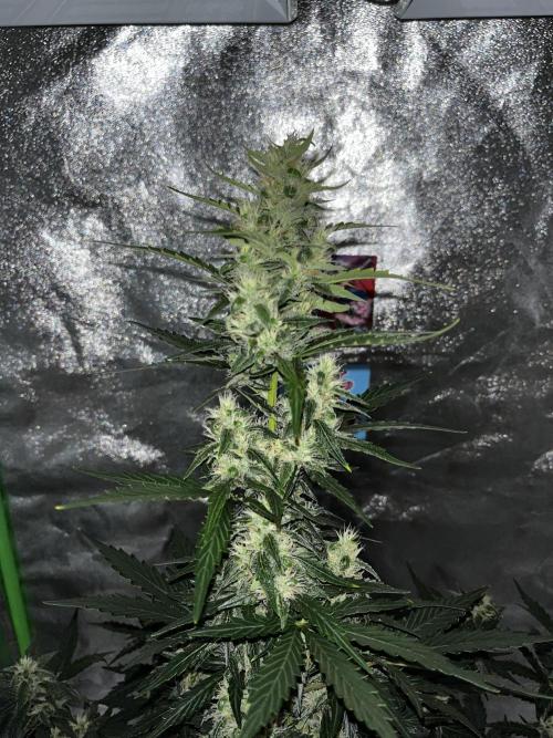 Royal Ak Auto x TCP F1 Auto 🍪💤. Week 6 - Day 44 | Day 25 flower  