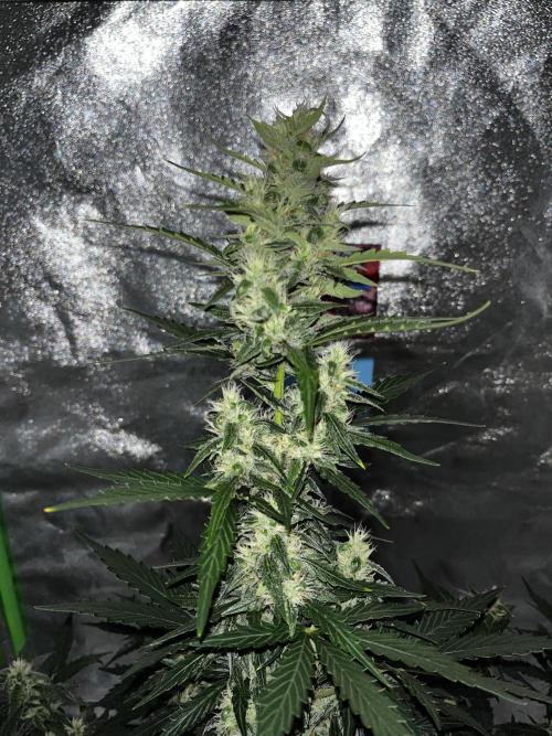 Royal Ak Auto x TCP F1 Auto 🍪💤. Week 6 - Day 44 | Day 25 flower  