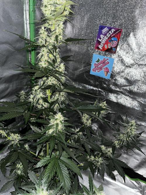 Royal Ak Auto x TCP F1 Auto 🍪💤. Week 6 - Day 44 | Day 25 flower  