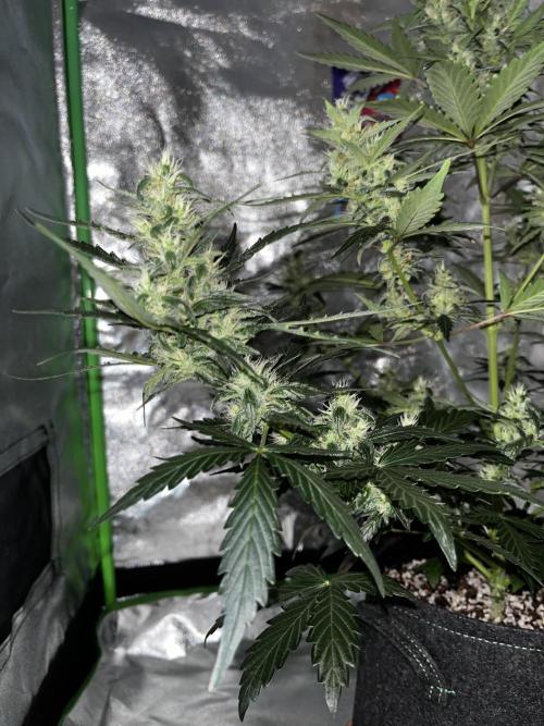 Royal Ak Auto x TCP F1 Auto 🍪💤. Week 6 - Day 44 | Day 25 flower  