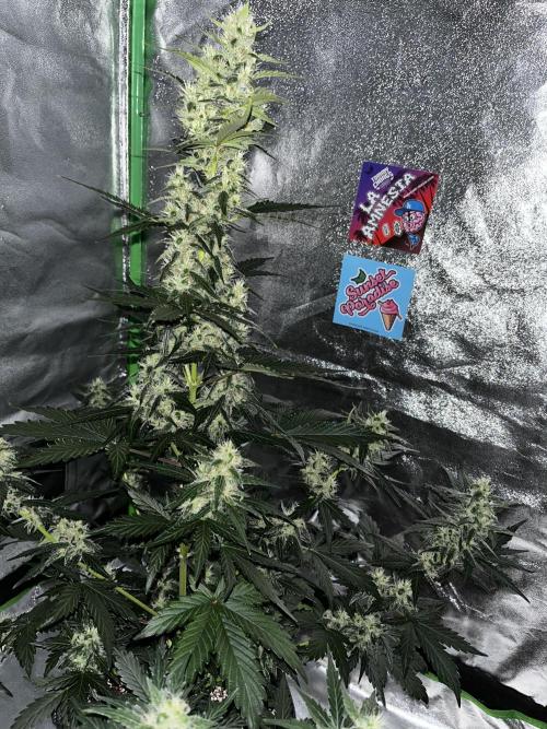 Royal Ak Auto x TCP F1 Auto 🍪💤. Week 6 - Day 44 | Day 25 flower  