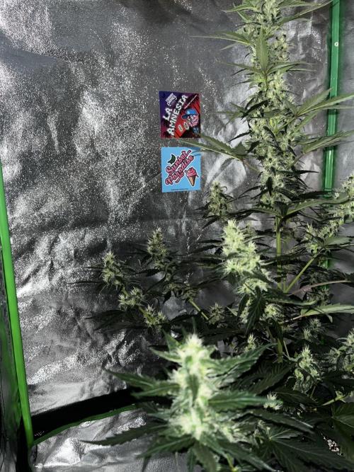 Royal Ak Auto x TCP F1 Auto 🍪💤. Week 6 - Day 44 | Day 25 flower  