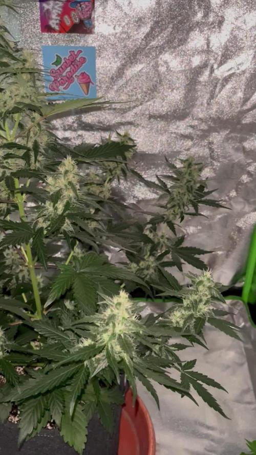 Royal Ak Auto x TCP F1 Auto 🍪💤