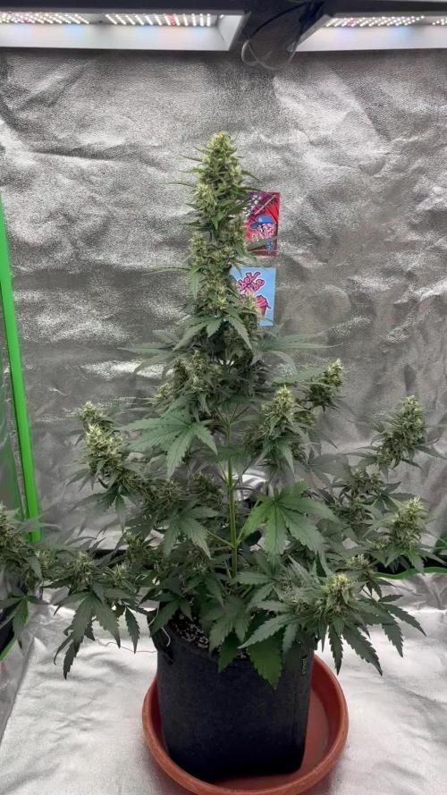 Royal Ak Auto x TCP F1 Auto 🍪💤
