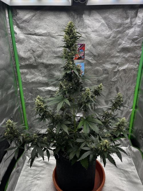 Royal Ak Auto x TCP F1 Auto 🍪💤. Week 7 - Day 49 | Day 30 F 