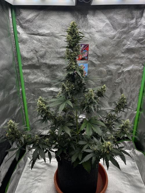 Royal Ak Auto x TCP F1 Auto 🍪💤. Week 7 - Day 49 | Day 30 F 