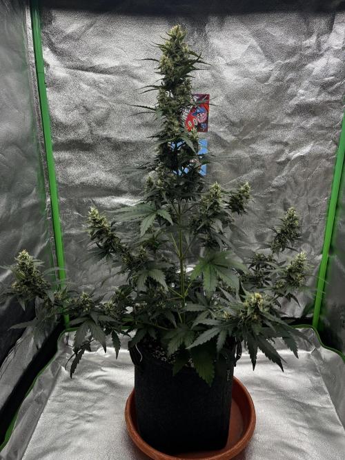 Royal Ak Auto x TCP F1 Auto 🍪💤. Week 7