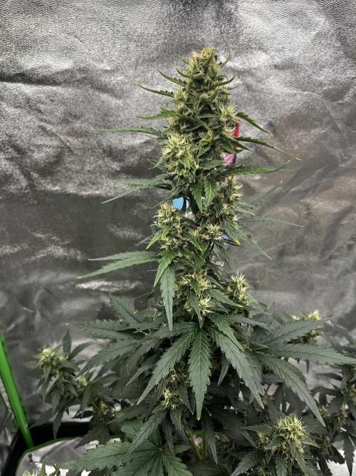 Royal Ak Auto x TCP F1 Auto 🍪💤. Week 7