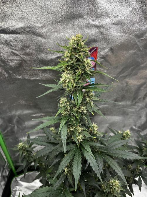 Royal Ak Auto x TCP F1 Auto 🍪💤. Week 7