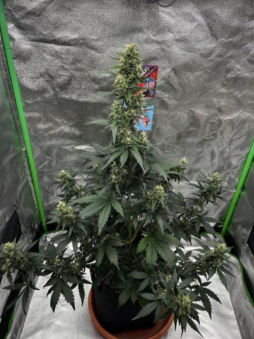 Royal Ak Auto x TCP F1 Auto 🍪💤. Week 7