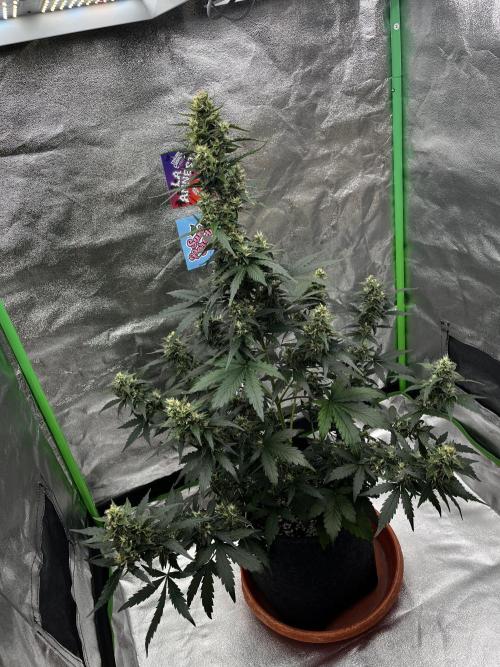 Royal Ak Auto x TCP F1 Auto 🍪💤. Week 7
