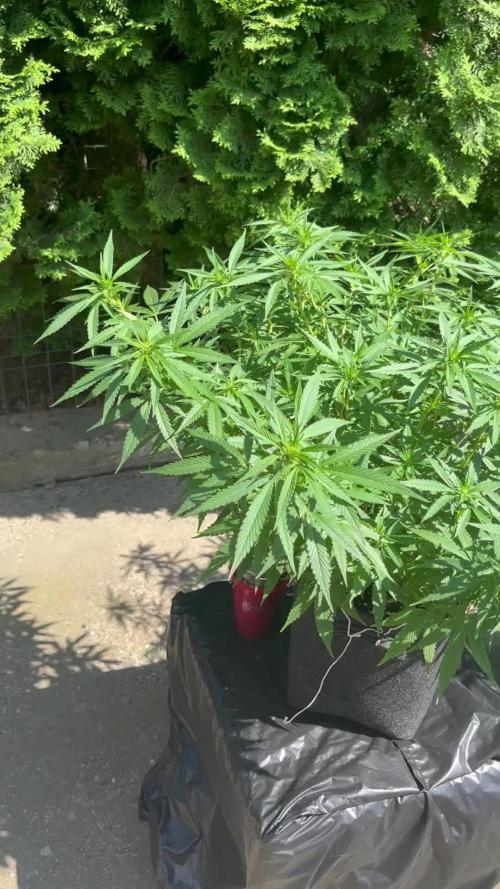 Ak 47 x HDK F1 Clones Indoor | Outdoor
