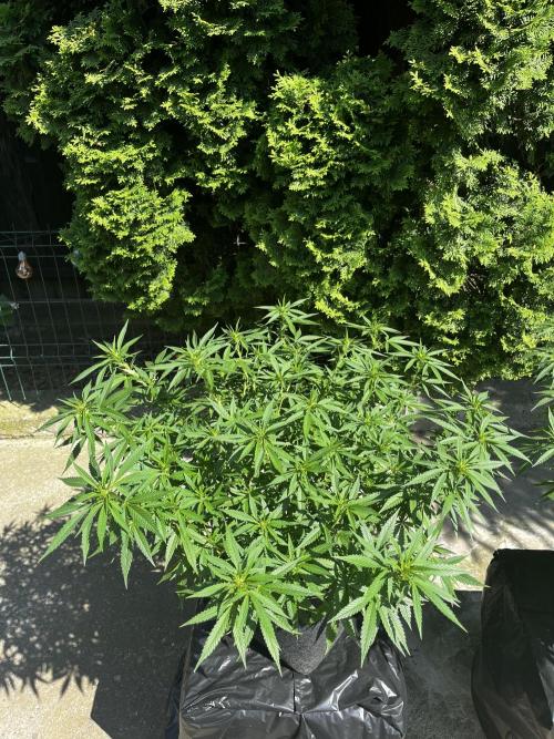 Ak 47 x HDK F1 Clones Indoor | Outdoor. Week 12 - Ak 47 x HDK 1                  Day 86 | Day 2 of 12/12