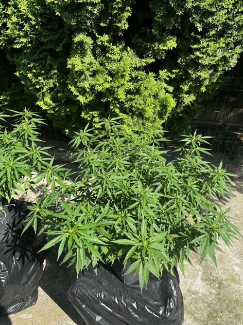 Ak 47 x HDK F1 Clones Indoor | Outdoor. Week 12 - Ak 47 x HDK 2                   Day 86 | Day 2 of 12/12
