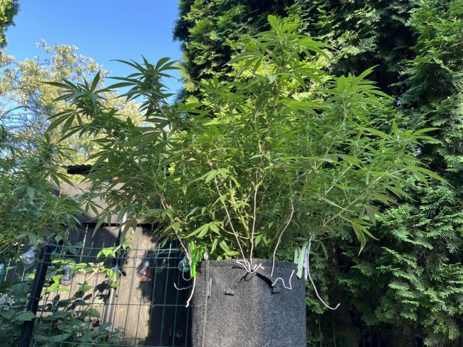 Ak 47 x HDK F1 Clones Indoor | Outdoor. Week 13 - Ak 47 x HDK - Day 94 | Day 11 F