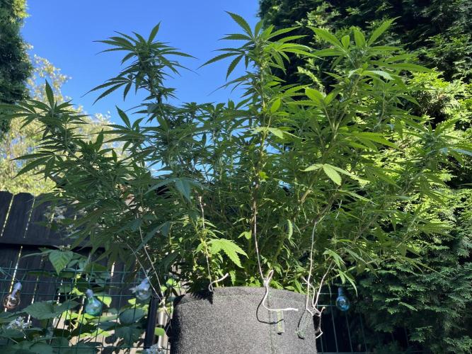 Ak 47 x HDK F1 Clones Indoor | Outdoor. Week 13 - Ak 47 x HDK - Day 94 | Day 11 F