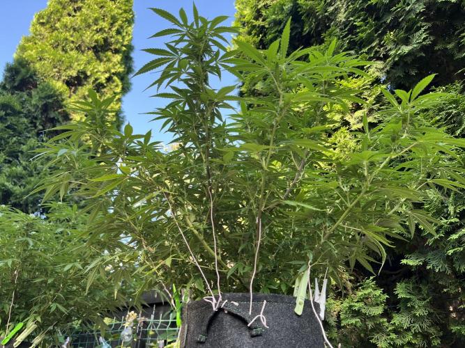Ak 47 x HDK F1 Clones Indoor | Outdoor. Week 13 - Ak 47 x HDK - Day 94 | Day 11 F