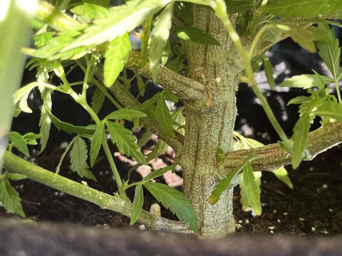 Ak 47 x HDK F1 Clones Indoor | Outdoor. Week 13 - Ak 47 x HDK - Day 94 | Day 11 F