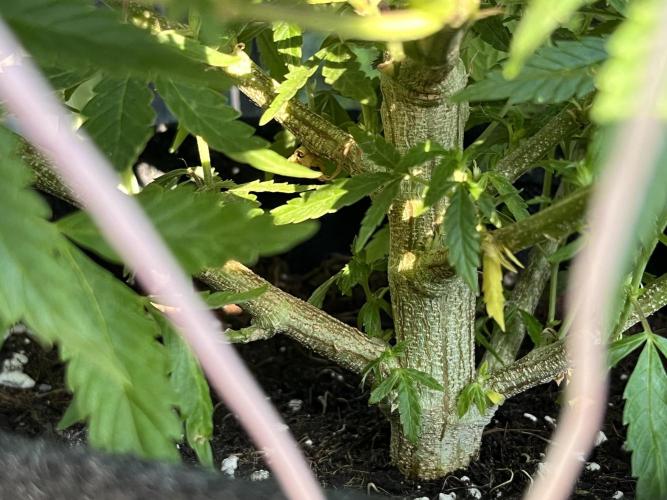 Ak 47 x HDK F1 Clones Indoor | Outdoor. Week 13 - Ak 47 x HDK - Day 94 | Day 11 F