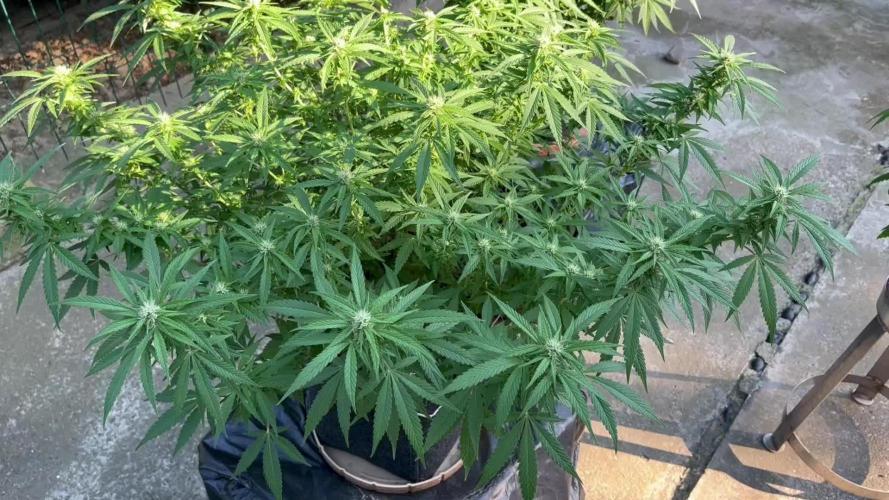 Ak 47 x HDK F1 Clones Indoor | Outdoor