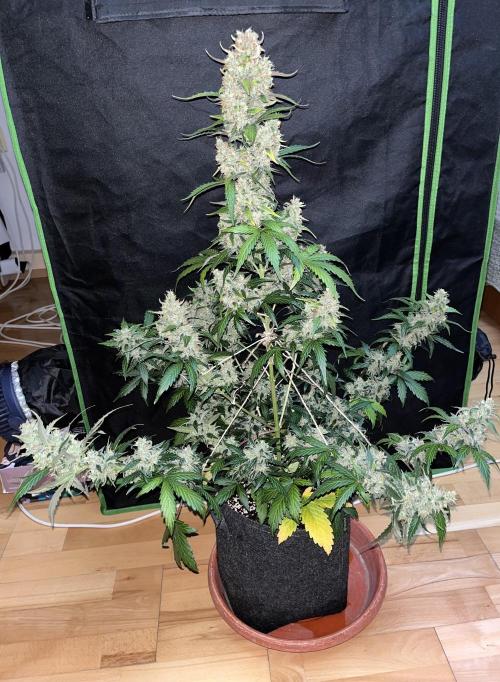 Royal Ak Auto x TCP F1 Auto 🍪💤. Week 8
