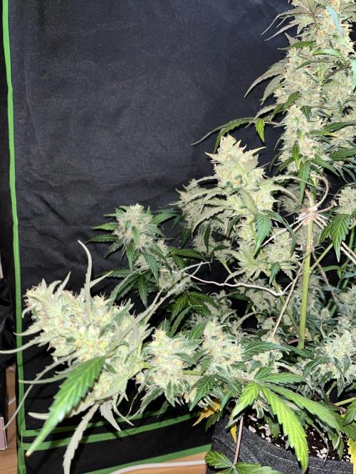 Royal Ak Auto x TCP F1 Auto 🍪💤. Week 8