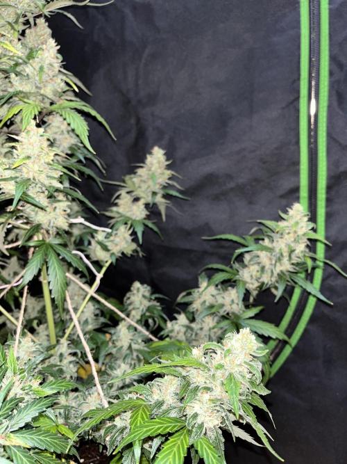 Royal Ak Auto x TCP F1 Auto 🍪💤. Week 8