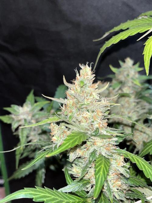 Royal Ak Auto x TCP F1 Auto 🍪💤. Week 8