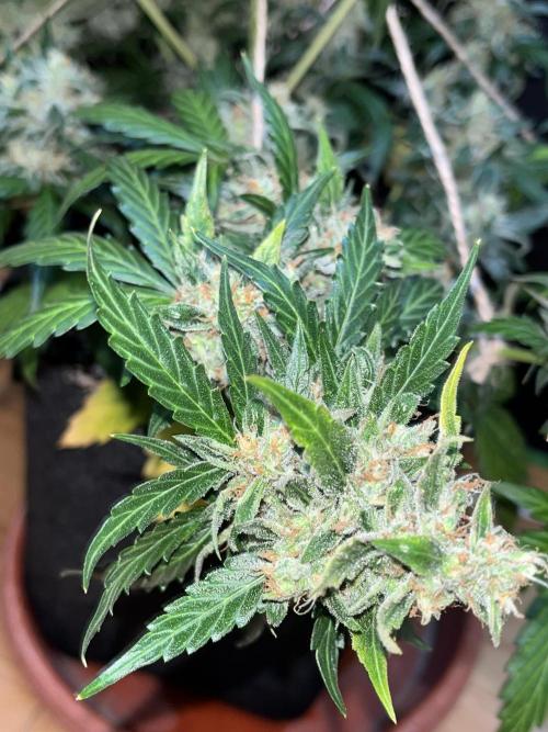 Royal Ak Auto x TCP F1 Auto 🍪💤. Week 8