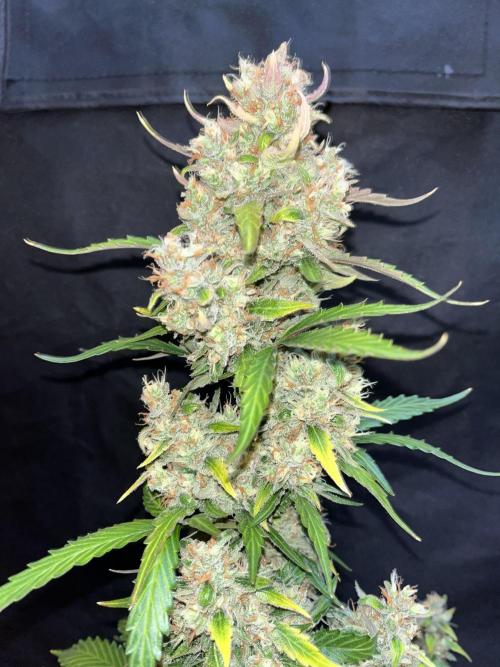 Royal Ak Auto x TCP F1 Auto 🍪💤. Week 8