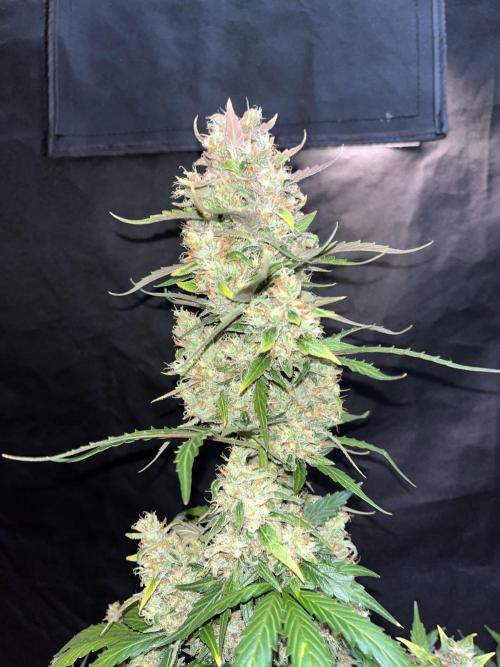 Royal Ak Auto x TCP F1 Auto 🍪💤. Week 8