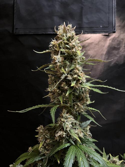 Royal Ak Auto x TCP F1 Auto 🍪💤. Week 8