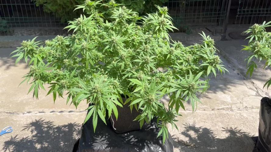 Ak 47 x HDK F1 Clones Indoor | Outdoor