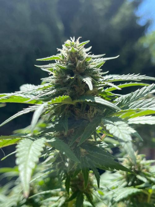 Ak 47 x HDK F1 Clones Indoor | Outdoor. Week 14