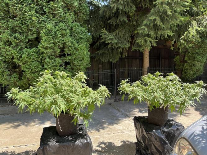 Ak 47 x HDK F1 Clones Indoor | Outdoor. Week 14 - Day: 111 | Day 27 F 