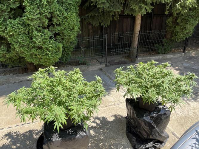 Ak 47 x HDK F1 Clones Indoor | Outdoor. Week 14 - Day: 111 | Day 27 F 