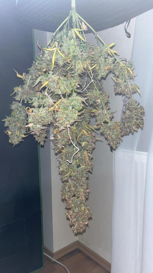 Royal Ak Auto x TCP F1 Auto 🍪💤. Week 9