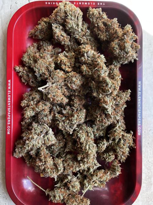 Royal Ak Auto x TCP F1 Auto 🍪💤. Week 9