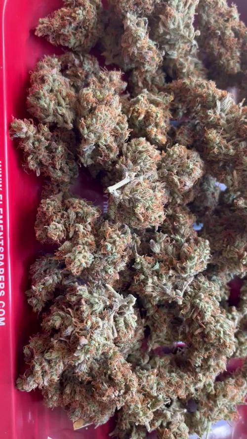 Royal Ak Auto x TCP F1 Auto 🍪💤