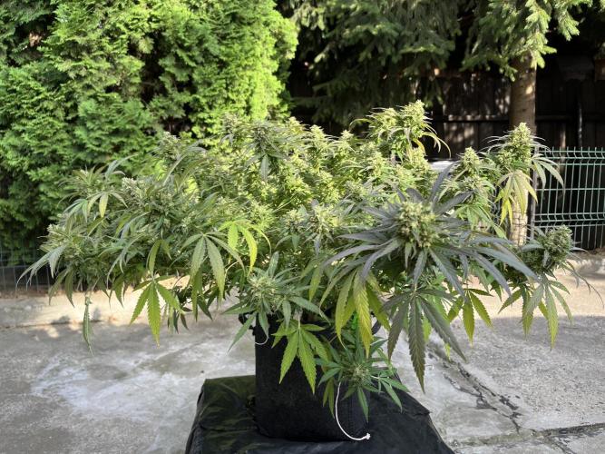 Ak 47 x HDK F1 Clones Indoor | Outdoor. Week 15