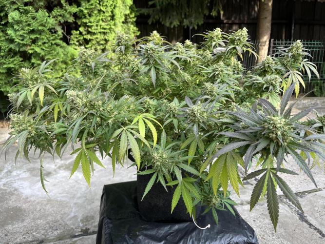 Ak 47 x HDK F1 Clones Indoor | Outdoor. Week 15