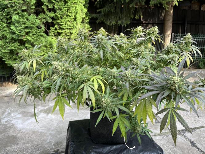 Ak 47 x HDK F1 Clones Indoor | Outdoor. Week 15
