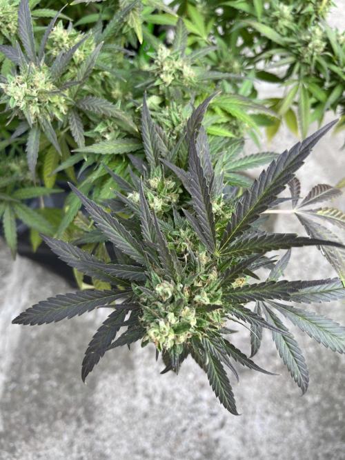 Ak 47 x HDK F1 Clones Indoor | Outdoor. Week 15