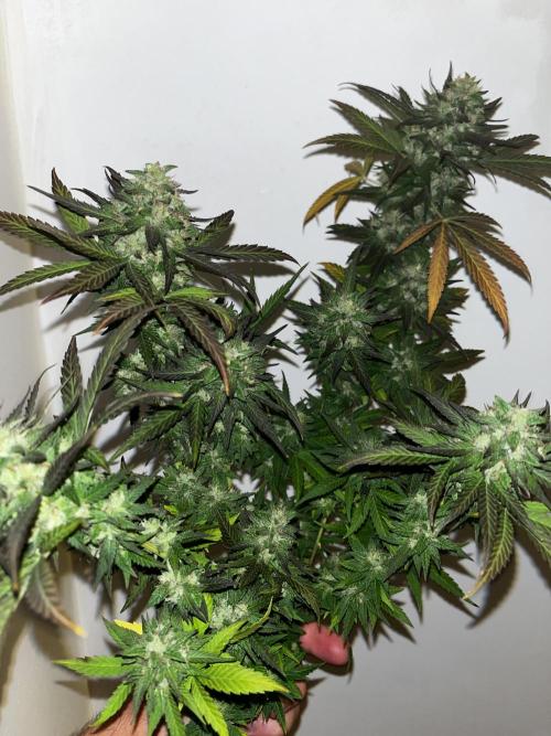 Ak 47 x HDK F1 Clones Indoor | Outdoor. Week 15